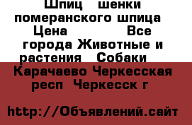 Шпиц - шенки померанского шпица › Цена ­ 20 000 - Все города Животные и растения » Собаки   . Карачаево-Черкесская респ.,Черкесск г.